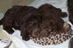 chocolate labradoodles puppies sleeping