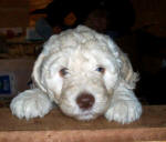 labradoodle puppy