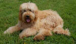 Standard apricot spiral fleece larbradoodle dog