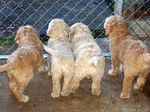 adopt a puppy